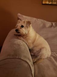 Lost Male Dog last seen Dartmouth and Fox, Englewood, CO 80110