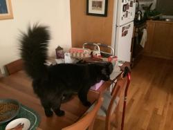Reunited Female Cat last seen 7th and Olive Street Denver, Denver, CO 80220