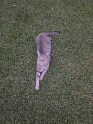 Lost Male Cat last seen Sunnyside and Gettysburg, Fresno, CA 93727