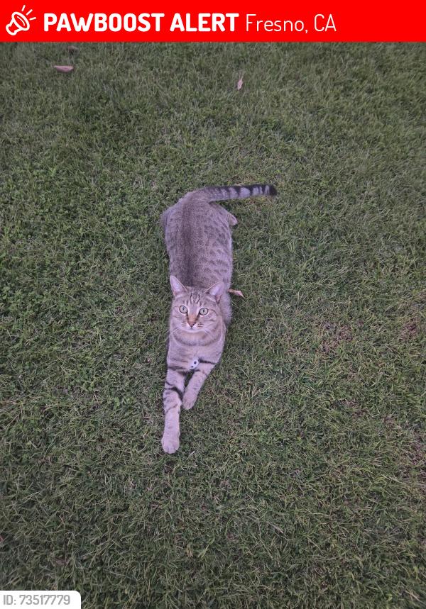 Lost Male Cat last seen Sunnyside and Gettysburg, Fresno, CA 93727