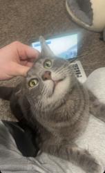 Lost Male Cat last seen Independence and Hunters Ridge. Neighborhoods near the Walmart, Lee's Summit, MO 64086