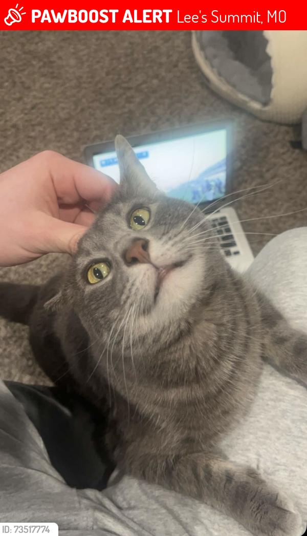 Lost Male Cat last seen Independence and Hunters Ridge. Neighborhoods near the Walmart, Lee's Summit, MO 64086
