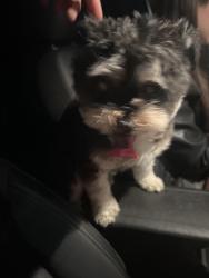 Found/Stray Female Dog last seen Near 72nd St and Madison Ave, West Allis, WI 53214