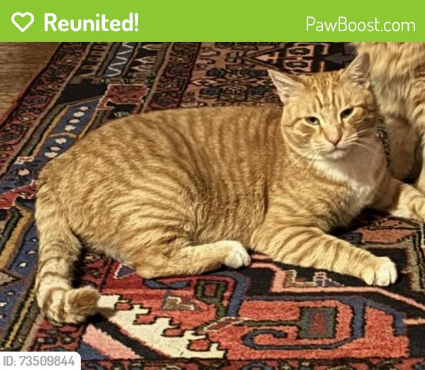 Reunited Male Cat last seen Park Ave near Meadow Park, Richmond, VA 23220