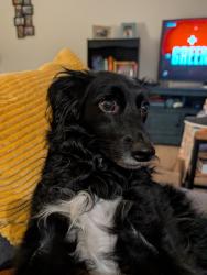 Reunited Female Dog last seen Giant Grocery Store on S Glebe, Arlington, VA 22206