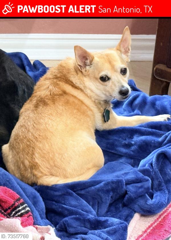 Lost Female Dog last seen Lockhill Selma and Dreamland heading north toward NW Military, San Antonio, TX 78231