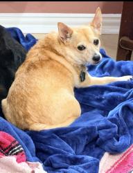 Lost Female Dog last seen Lockhill Selma and Dreamland heading north toward NW Military, San Antonio, TX 78231