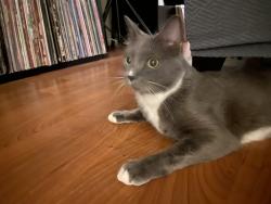 Found/Stray Unknown Cat last seen Forest View Dr, Winston-Salem, NC 27104
