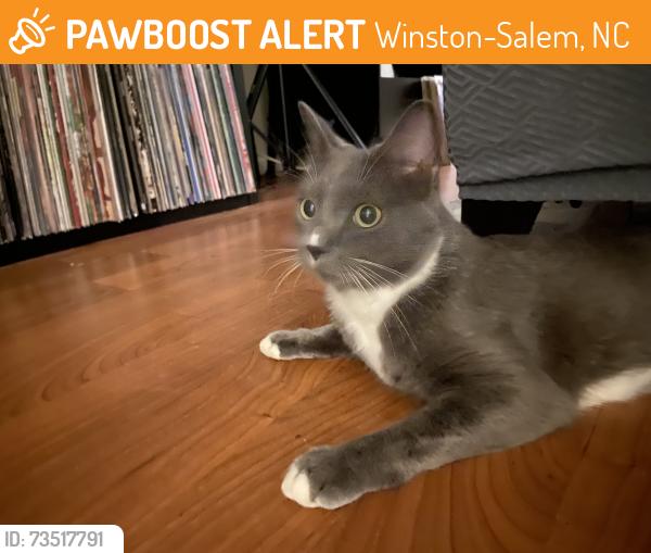 Found/Stray Unknown Cat last seen Forest View Dr, Winston-Salem, NC 27104