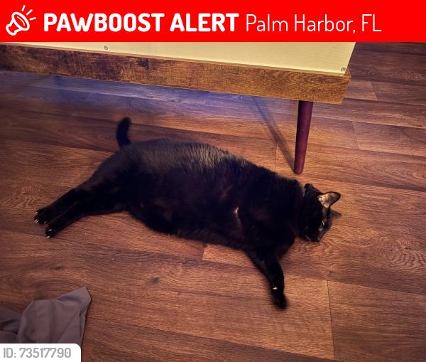 Lost Male Cat last seen Curlew and Highway 19, Palm Harbor, FL 34684