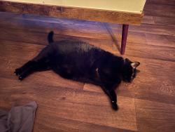 Lost Male Cat last seen Curlew and Highway 19, Palm Harbor, FL 34684