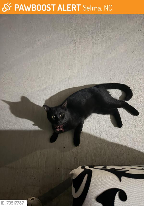 Found/Stray Unknown Cat last seen S Brevard St and S Ethel St, Selma, NC 27576