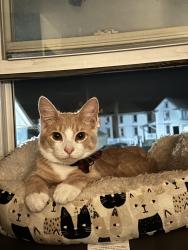 Reunited Male Cat last seen By Corl family eye doctor, Campbelltown, PA 17078