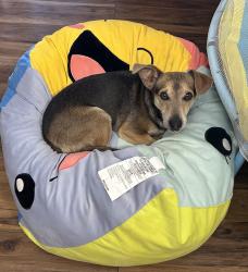 Lost Male Dog last seen William Wallace and Hoover, Burleson, TX 76028