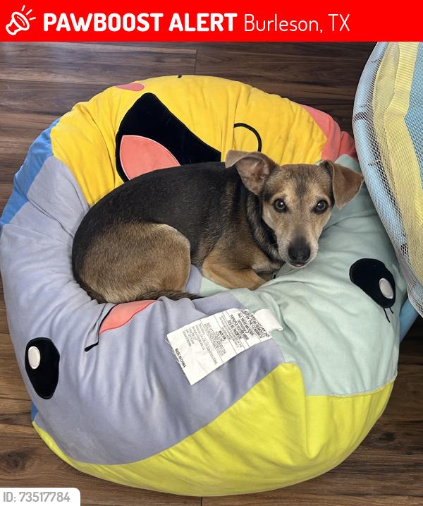 Lost Male Dog last seen William Wallace and Hoover, Burleson, TX 76028