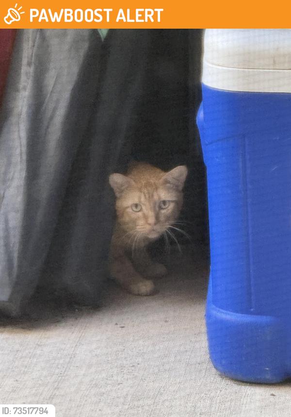 Found/Stray Unknown Cat last seen Near Kroger on Mason, Waterside Village, TX 77407
