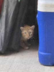Found/Stray Unknown Cat last seen Near Kroger on Mason, Waterside Village, TX 77407