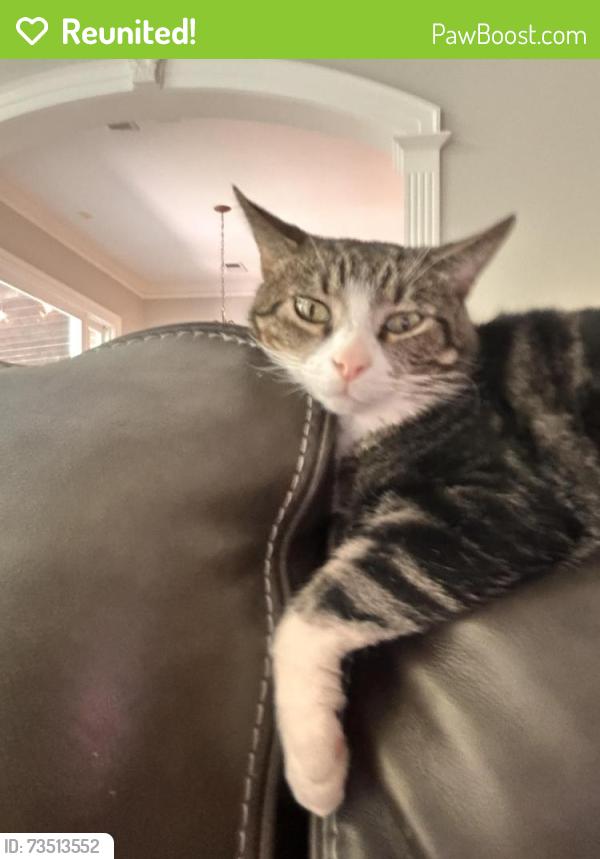Reunited Male Cat last seen Raleigh Lagrange Rd E and Monterrey, East Central Shelby, TN 38139