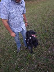 Found/Stray Female Dog last seen Landreth rd, Green Cove Springs, FL 32043