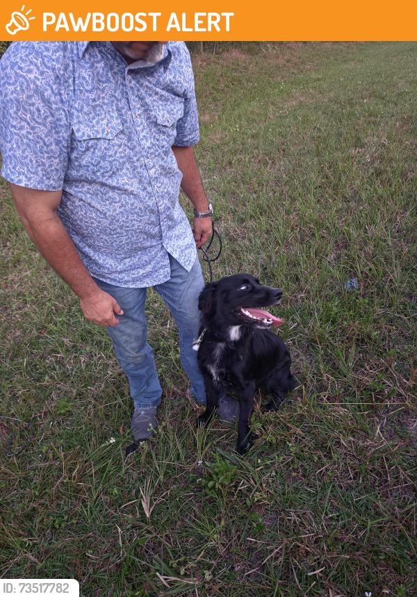 Found/Stray Female Dog last seen Landreth rd, Green Cove Springs, FL 32043
