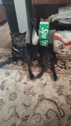 Lost Female Dog last seen Highland avenue SE Roanoke Virginia, Roanoke, VA 24013