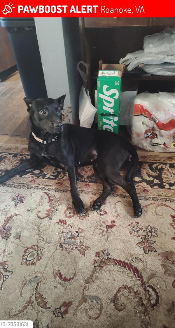 Lost Female Dog last seen Highland avenue SE Roanoke Virginia, Roanoke, VA 24013