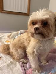Found/Stray Male Dog last seen Irving and Pulaski, Chicago, IL 60641