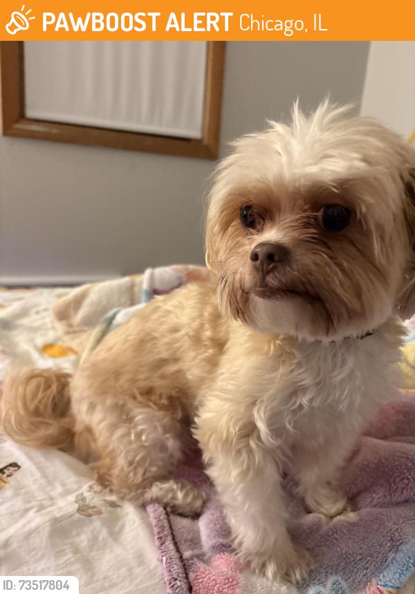 Found/Stray Male Dog last seen Irving and Pulaski, Chicago, IL 60641