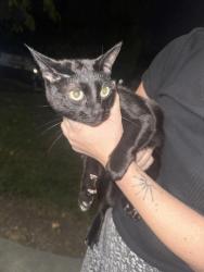Found/Stray Unknown Cat last seen Camden parc apmts, Vacaville, CA 95687