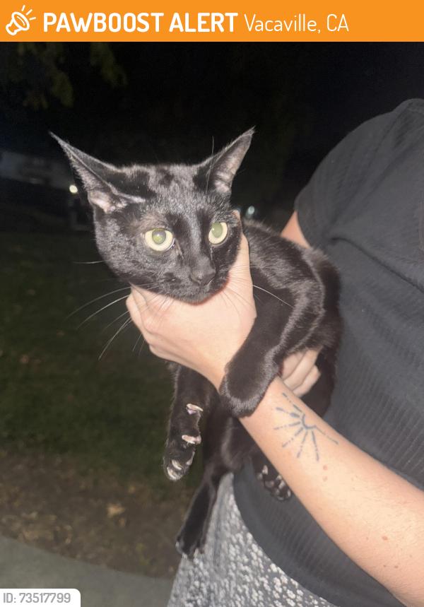Found/Stray Unknown Cat last seen Camden parc apmts, Vacaville, CA 95687