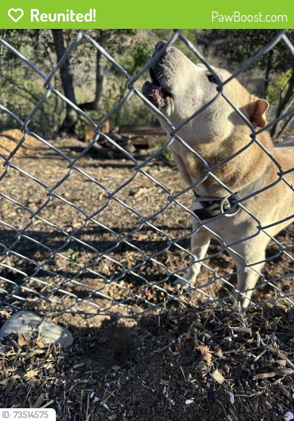 Reunited Unknown Dog last seen Auburn drive, canyon side, San Diego, CA 92105