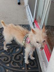 Reunited Female Dog last seen Near w Avenue p-4 Palmdale ca, Palmdale, CA 93551