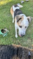 Found/Stray Male Dog last seen Encanada and Subtropic, La Habra Heights, CA 90631