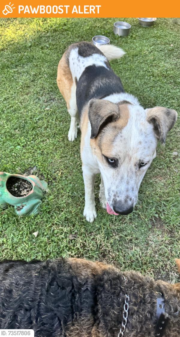 Found/Stray Male Dog last seen Encanada and Subtropic, La Habra Heights, CA 90631
