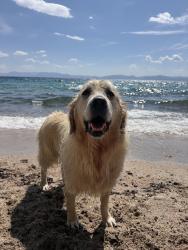 Reunited Female Dog last seen 7/11 Delray, Delray Beach, FL 33483