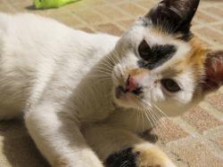 Lost Female Cat last seen Perto da rua Cerro Cora, Vila Madalena, SP 05453-030