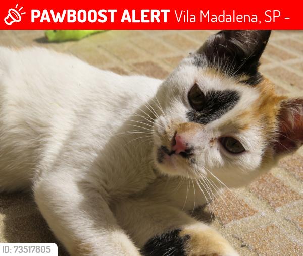 Lost Female Cat last seen Perto da rua Cerro Cora, Vila Madalena, SP 05453-030