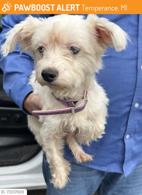 Found/Stray Female Dog last seen Lewis and smith, Temperance, MI 48182