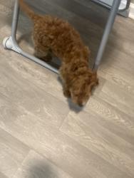 Lost Female Dog last seen Beaver springs ln norcross, Norcross, GA 30071