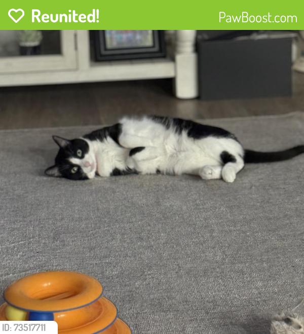 Reunited Female Cat last seen Off 100S between 400W and 500W New Palestine, New Palestine, IN 46163