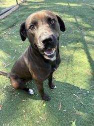 Shelter Stray Female Dog last seen FREMONT BLVD, 1950 Stevenson Blvd, Fremont, CA 94538, USA