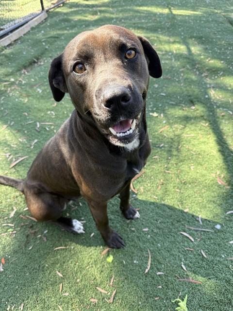 Shelter Stray Female Dog last seen FREMONT BLVD, 1950 Stevenson Blvd, Fremont, CA 94538, USA