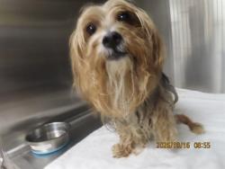 Shelter Stray Female Dog last seen BLUE HORIZONS HWY, 5501 E Van Buren St, Phoenix, AZ 85008, USA