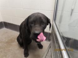 Shelter Stray Male Dog last seen 24TH ST & VINEYARD, 5501 E Van Buren St, Phoenix, AZ 85008, USA