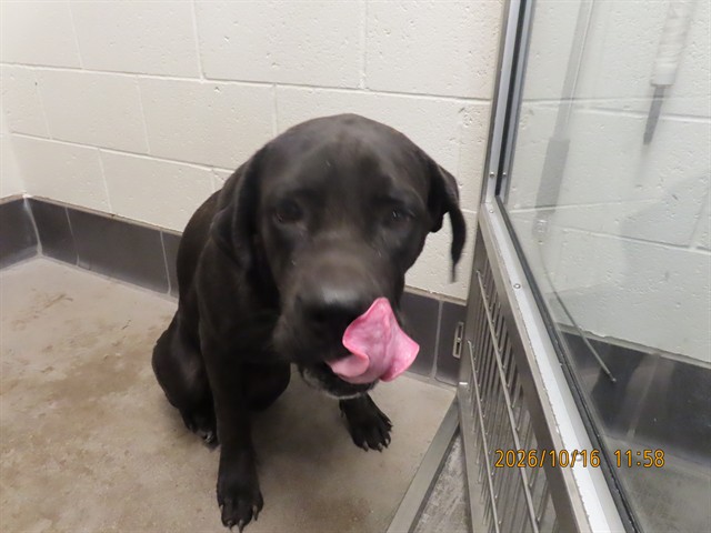 Shelter Stray Male Dog last seen 24TH ST & VINEYARD, 5501 E Van Buren St, Phoenix, AZ 85008, USA