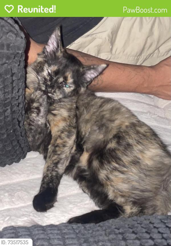Reunited Female Cat last seen Cedar and Belmont, Fresno, CA 93727