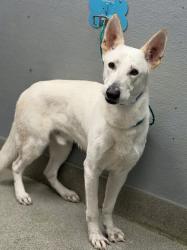 Shelter Stray Male Dog last seen TROPICANA AND BOULDER, 655 N Mojave Rd, Las Vegas, NV 89101, USA