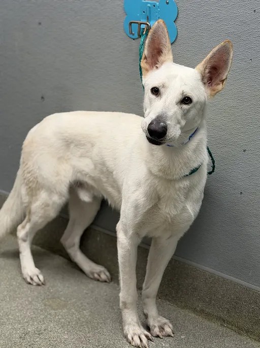 Shelter Stray Male Dog last seen TROPICANA AND BOULDER, 655 N Mojave Rd, Las Vegas, NV 89101, USA
