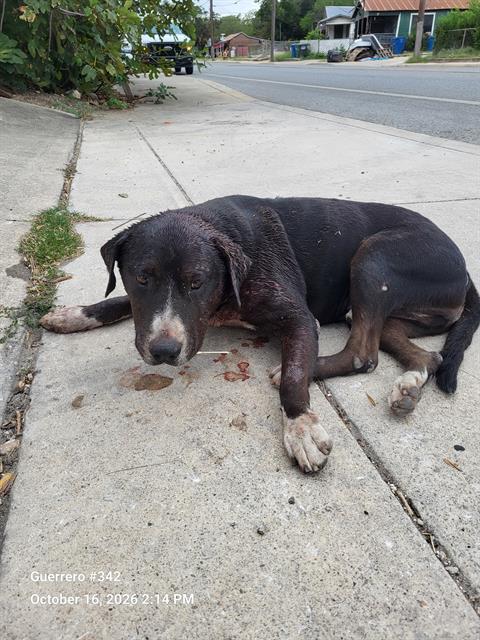 Shelter Stray Male Dog last seen Near BLOCK CASTROVILLE RD, 4710 TX-151, San Antonio, TX 78227, USA
