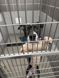 Shelter Stray Male Dog last seen , 655 N Mojave Rd, Las Vegas, NV 89101, USA